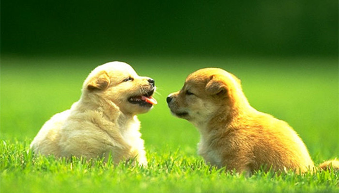 狗,坑,美国,一周