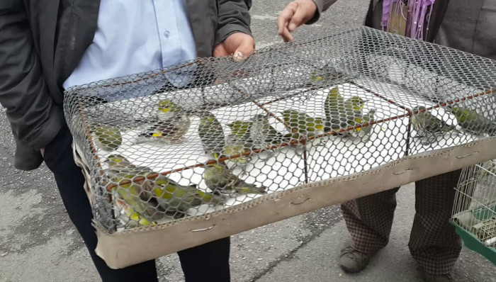 公益放生成和尚摇钱树