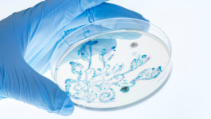 粑粑,肠道细菌,创意,微生物,饮食,健康