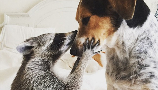 浣熊,狗,巴哈马,宠物