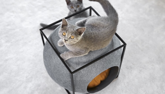 建筑设计,喵星人