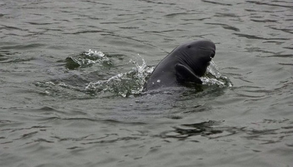 江豚,保护,灭绝