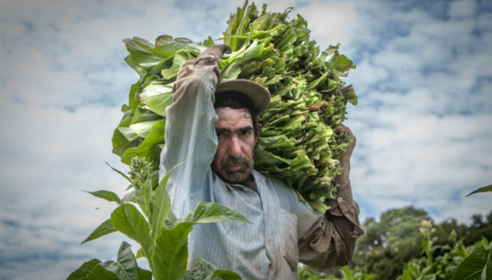 烟草,种植,摄影,烟草种植者
