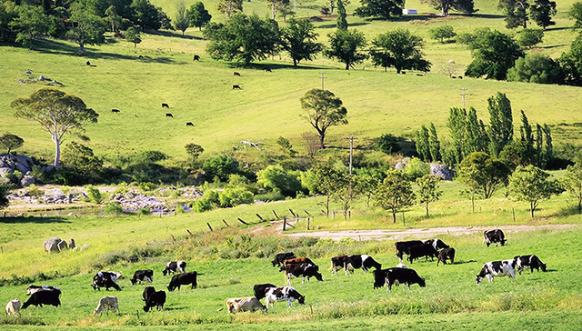 中企收购澳洲乳企