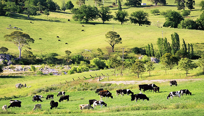 中企收购澳洲乳企