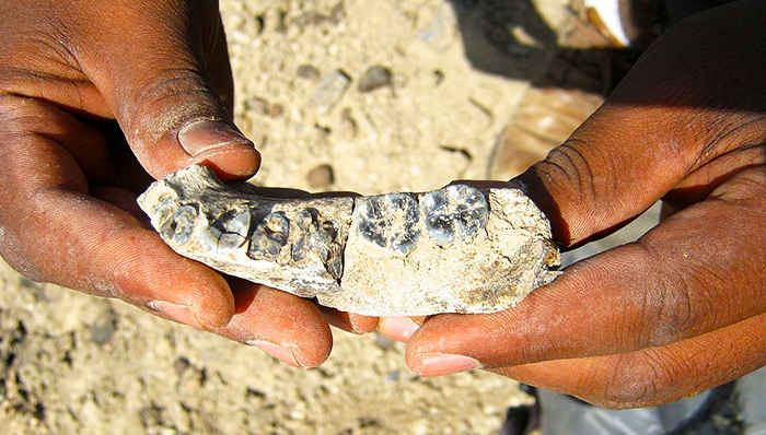 考古,现代人,化石