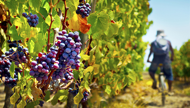 刘强东要帮农民提高农产品收购价