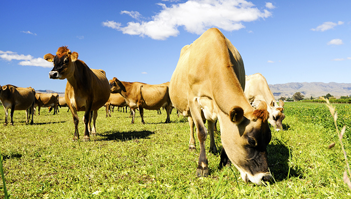 上海鹏欣;新西兰并购;Lochinver,Station
