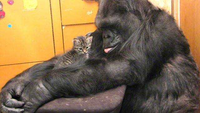 大猩猩,罗宾威廉姆斯,手语,猫