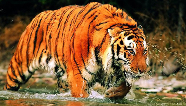 五中全会,中纪委,老虎,双开