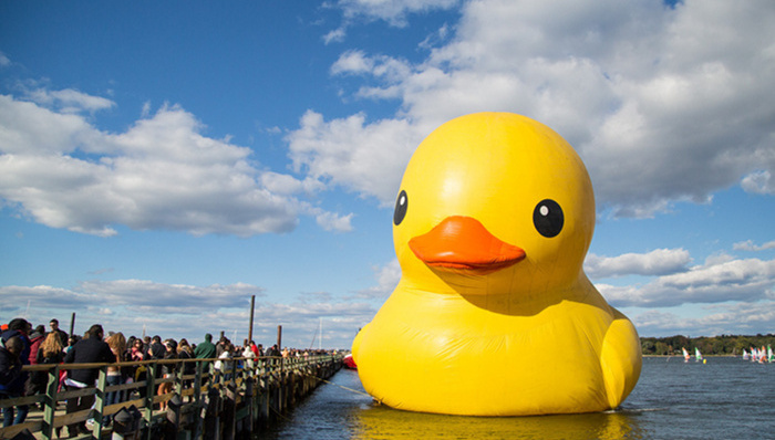 社交网络,萌系,大黄鸭