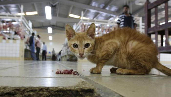 亚洲社会,澳大利亚