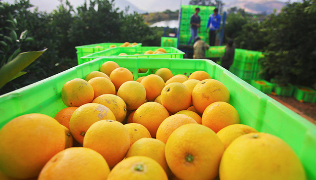 褚橙销售火爆，天猫和本来生活争夺褚橙,褚橙销售正变得互联网化