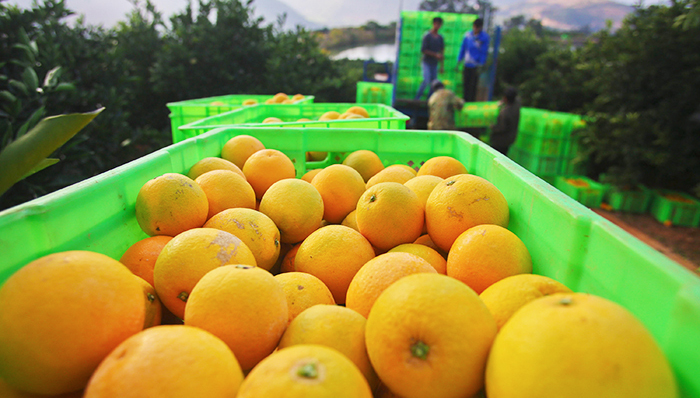 褚橙销售火爆，天猫和本来生活争夺褚橙,褚橙销售正变得互联网化