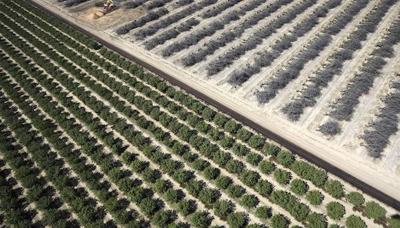 中国食品将影响世界