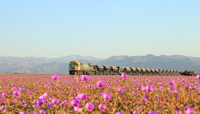 智利,沙漠,开花,TED,艺术,盲人画家