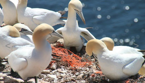 北极,塑料污染,垃圾带,海上垃圾