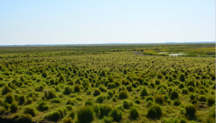 东升湿地,黑龙江林业厅,保护