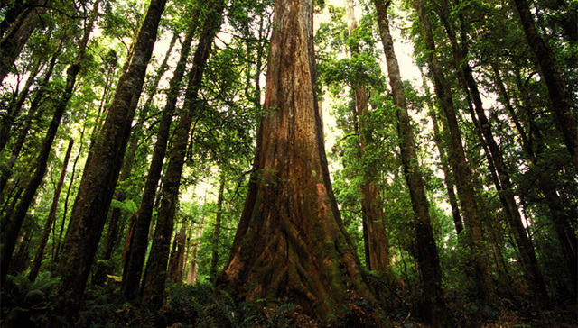 纽约,地下公园,热带雨林,生态系统,实验