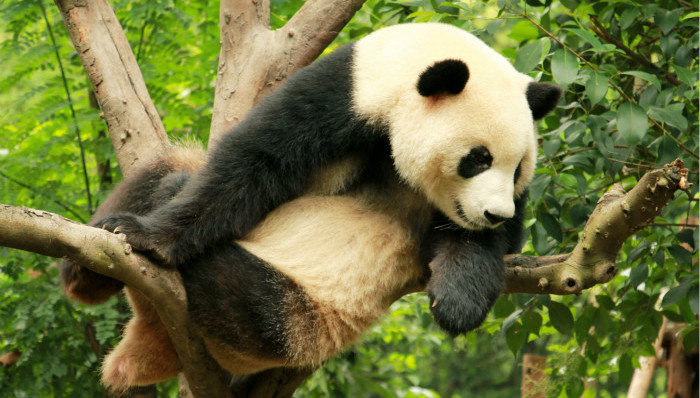 WWF,野生动物保护,中国脊椎动物