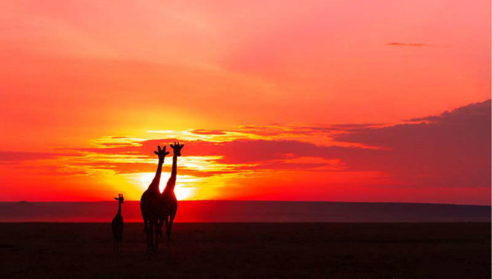 摄影,肯尼亚,野生动物大迁徙