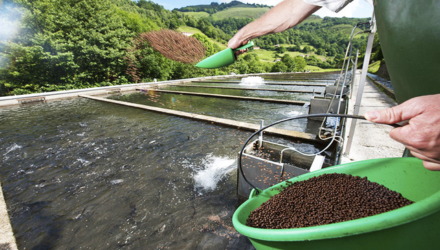 KKR投资水产饲料生产商
