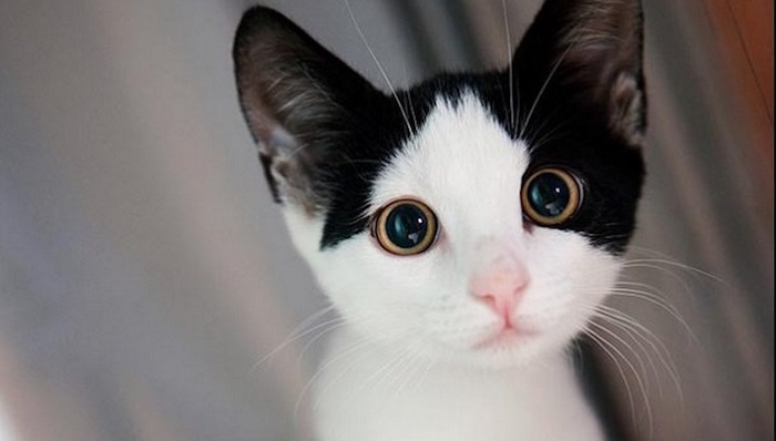 日本,宠物,安乐死,生命之花,动物,收容所