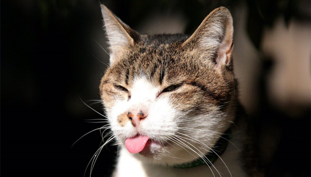 巴黎恐袭事件,ISIS,恐怖分子,布鲁塞尔,全城封锁