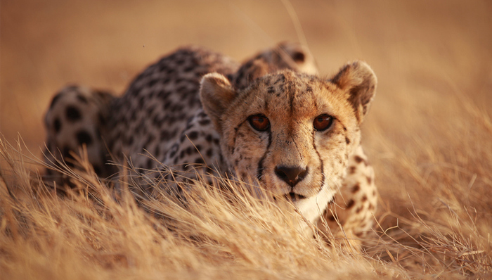 机器人,仿生机器人,美国海军,设计