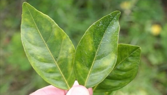 害虫,甜橙,佛罗里达,佛州