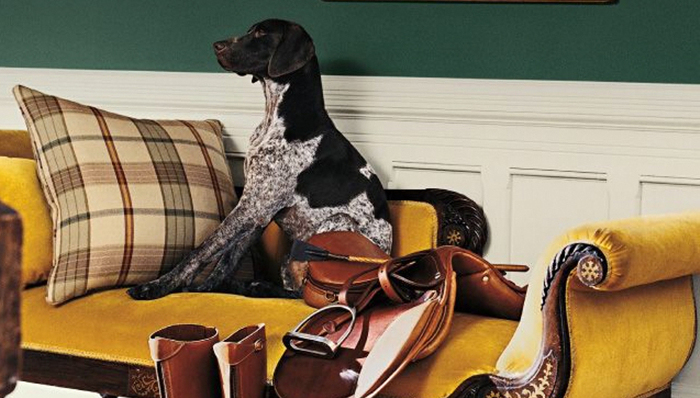 宠物,英国,旅行