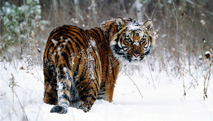 黑龙江小北湖国家级自然保护区,野生东北虎,中国内陆虎,黑龙江省林业厅