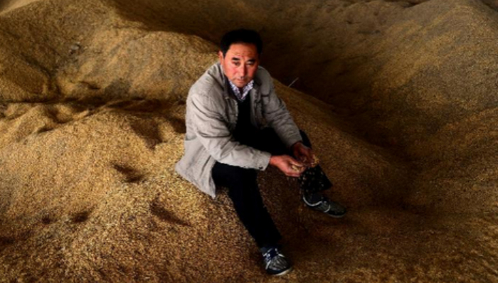 玉米,玉米库存,玉米价格