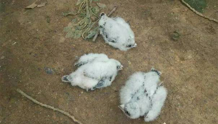 河南,大学生,掏鸟被判10年,最高法