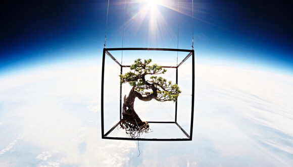 日本,松树,艺术,东信康仁,花艺,环游世界,太空