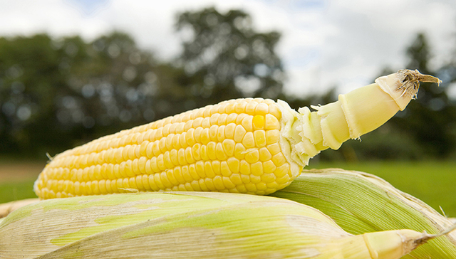 中国首个转基因玉米种子出售美国