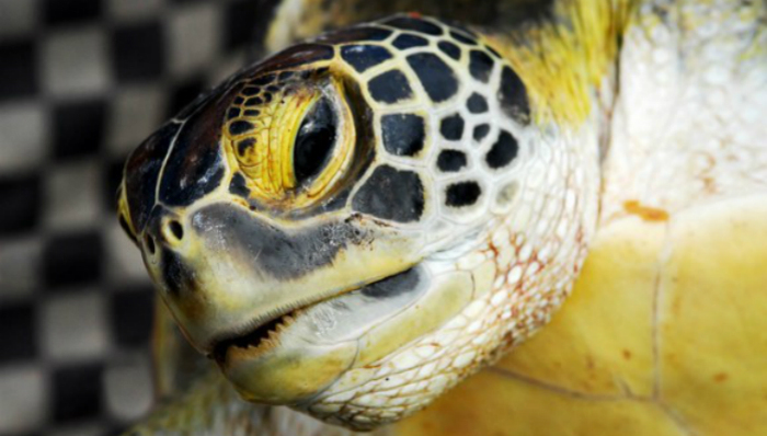 日本,乌龟,铁路,专用通道