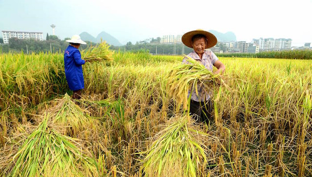 粮食产量,统计局,总产量,十二连增