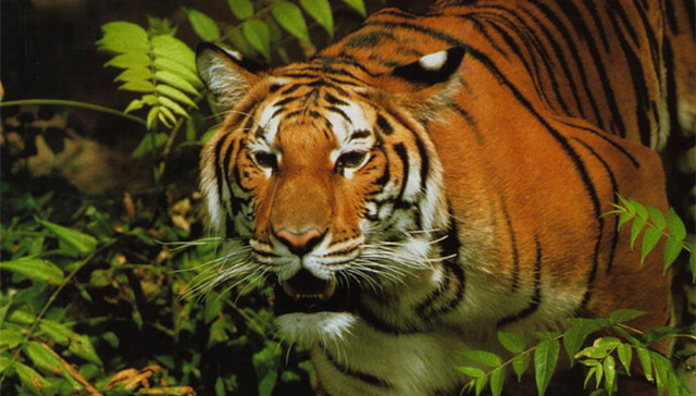 总装备部,部长,李明泉,被查,军队老虎