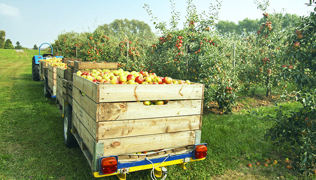 联想控股要成立中国最大水果公司