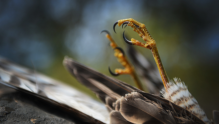 内蒙古,盗猎者,清华大学,爆炸,实验室,北京雾霾红色预警