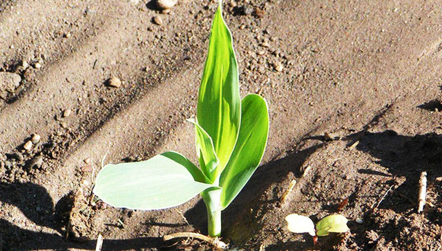 厄尔尼诺,拉尼娜