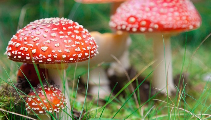 圣诞老人穿这样原来都是因为蘑菇