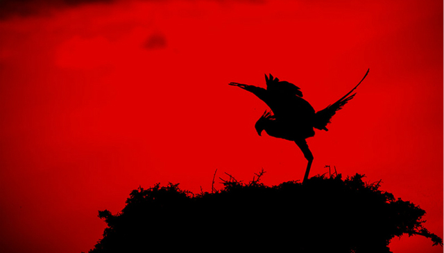 摄影,鸟类,打鸟,自然摄影