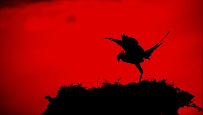 摄影,鸟类,打鸟,自然摄影