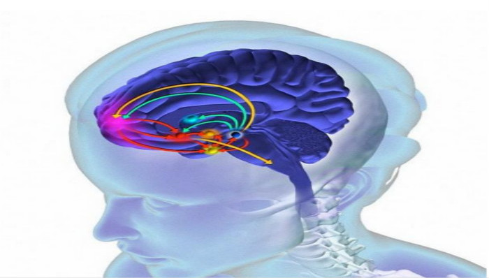 科学家,电极,电击,大脑,记忆,癫痫