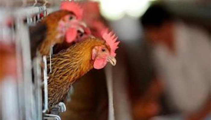 东莞,禽流感,感染,死亡