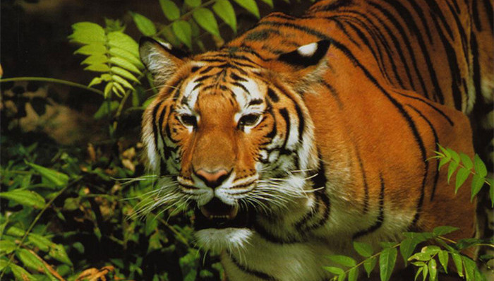 常小兵,老虎,,中纪委,人民日报