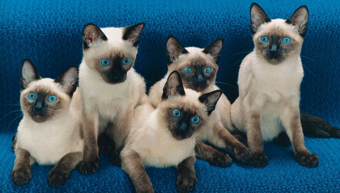 他是世界上最会拍猫咪的摄影师