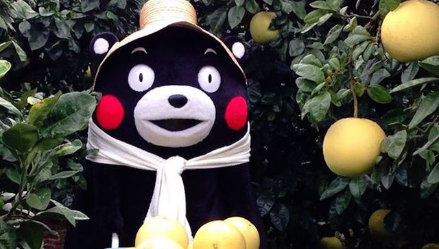熊本熊,萌宠,萌熊,吉祥物,日本,可爱
